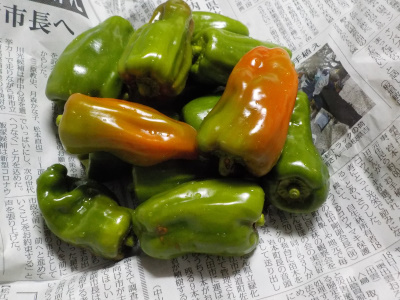 赤くなりだしたピーマン