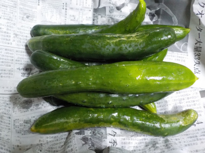 秋のキュウリが絶好調