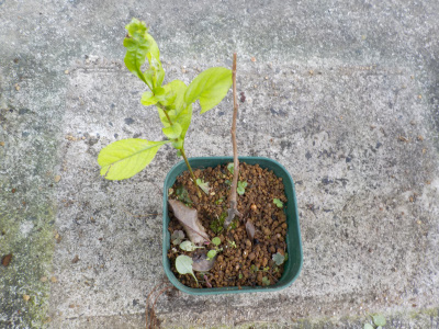 何かの種が落ちて生えたかも