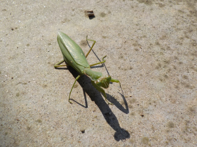 10月末のカマキリ