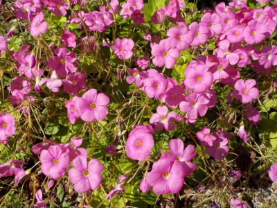 カタバミの咲くころ