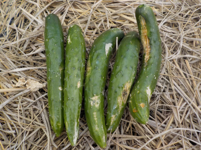 今年最後の11月のキュウリ