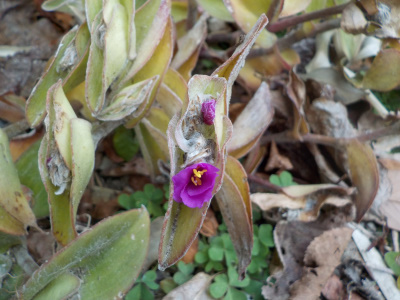 トタデスカンチアの花はゴミ