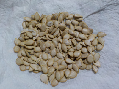 カボチャの種を採取