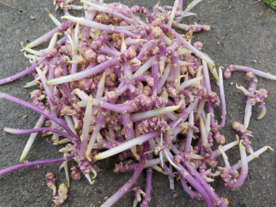 ジャガイモの芽取り