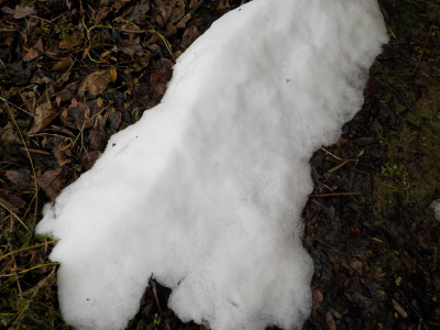 昨日の雪