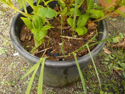 フリージの発芽