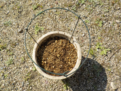 フリージアの球根と円形支柱