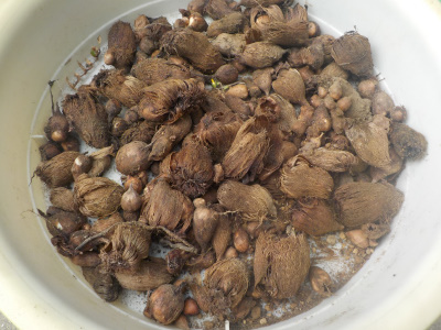 フリージの栽培に失敗