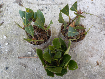 ペットボトルでローリエの挿し木