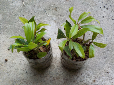 ペットボトルで月桂樹の挿木