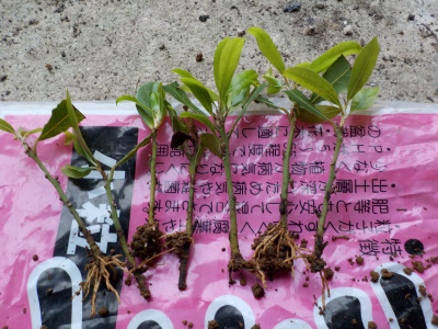 月桂樹の挿木成功