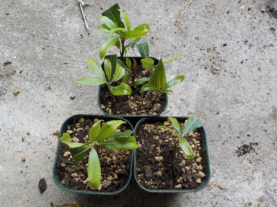 月桂樹の鉢上げ