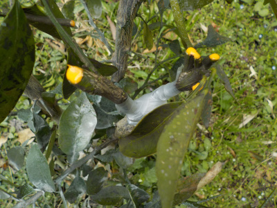 グレープフルーツの接ぎ木