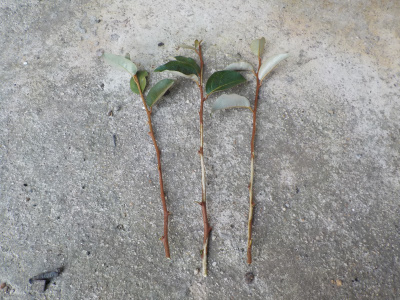 グミの挿し木