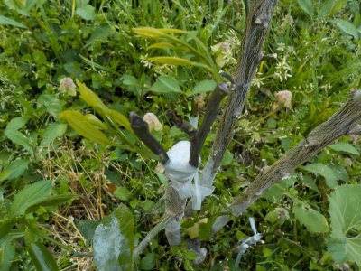 グレープフルーツの接ぎ木