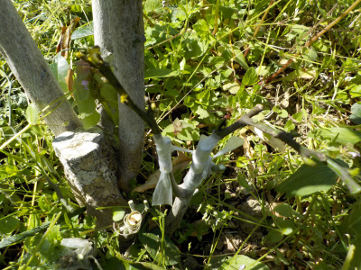 グレープフルーツの接ぎ木