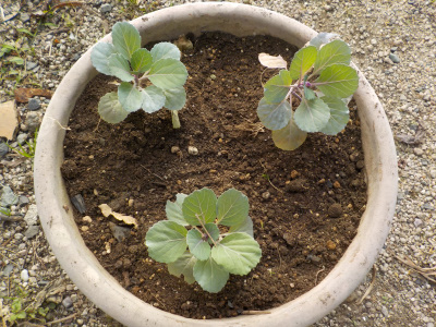 葉ボタンの植え替え