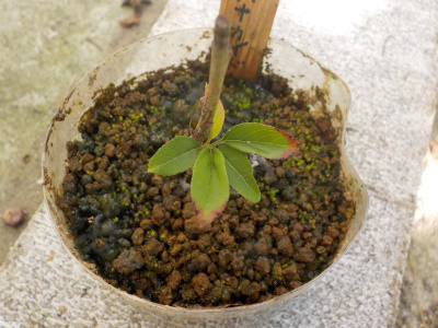 ハナカイドウの挿し木