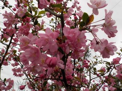 ハナカイドウの開花