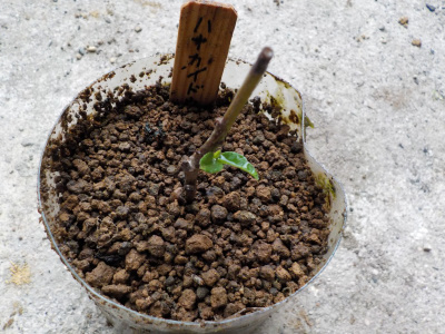 ハナカイドウの挿木から芽が出ました