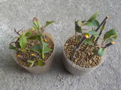 ハナカイドウの挿し木