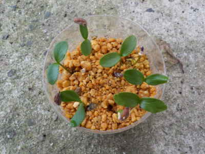 ヒイラギナンテンの実