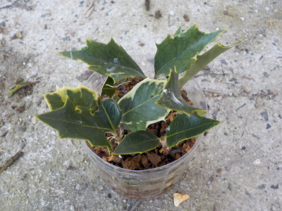 ペットボトルでヒイラギの挿し木