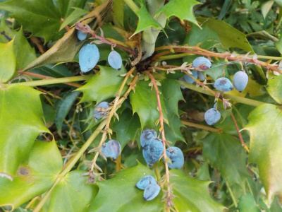 ヒイラギナンテンの実