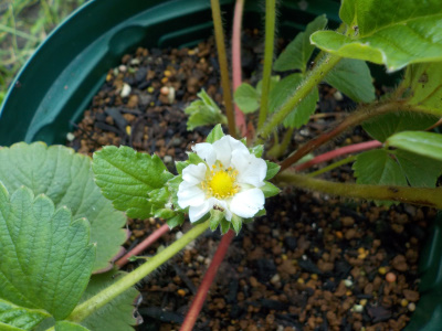 サントリーらくなりイチゴの夏の花