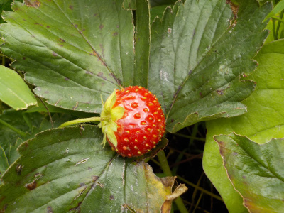 夏の狂い咲きのイチゴ