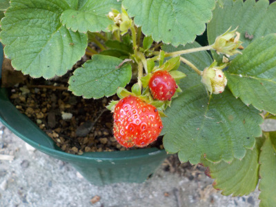 夏のサントリーらくなりイチゴ