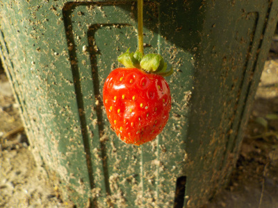 秋のサントリーらくなりイチゴ