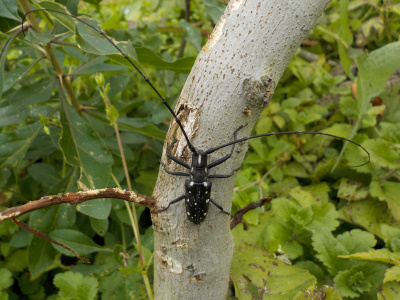 11月のイチジクにカミキリムシ