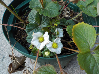 冬にも開花するサントリーのらくなりイチゴ