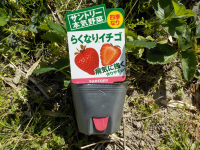 サントリーの本気野菜らくなりいちご