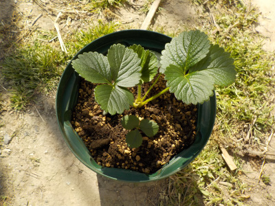 サントリーの四季なりいちごの植替え