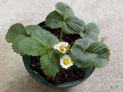 らくなりイチゴの遅い開花