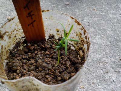 発芽したイチイ