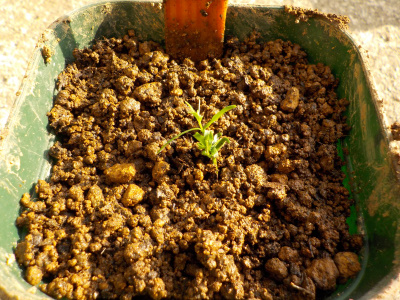 イチイの鉢上げ