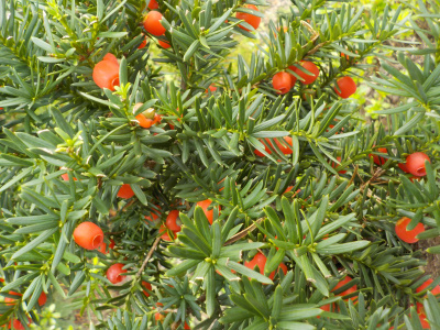 赤く甘くなったイチイの実