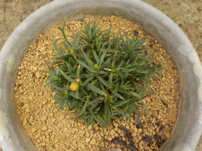 カーネーションを避暑地に移動