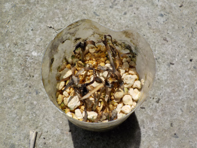 カーネーションの挿し芽が枯れました。