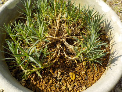 マミーッキッスのスケルトン