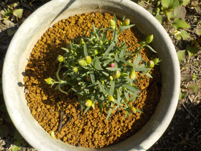 ガーデンカーネーションのマミーキッス