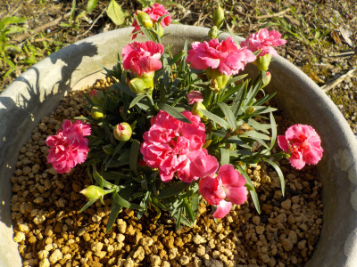 マミーキッスは平べったい花だ