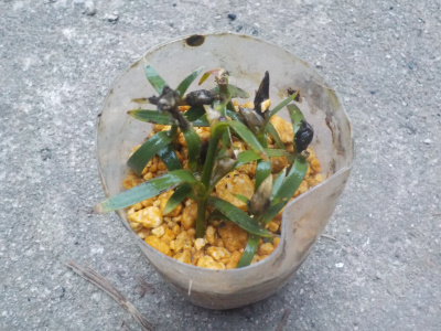 カーネーションの挿し芽にチャレンジ