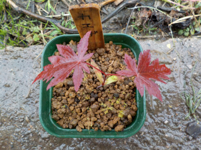 カエデの鉢上げ