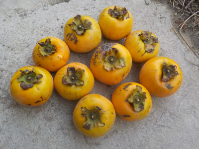 今年の甘柿は超不作でした。