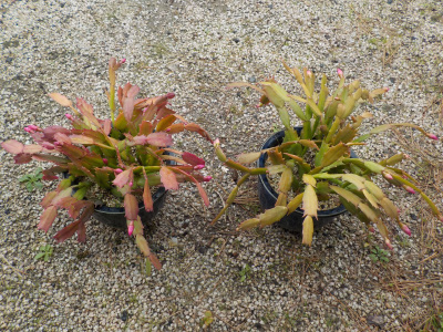 小さなつぼみのデンマークカクタス